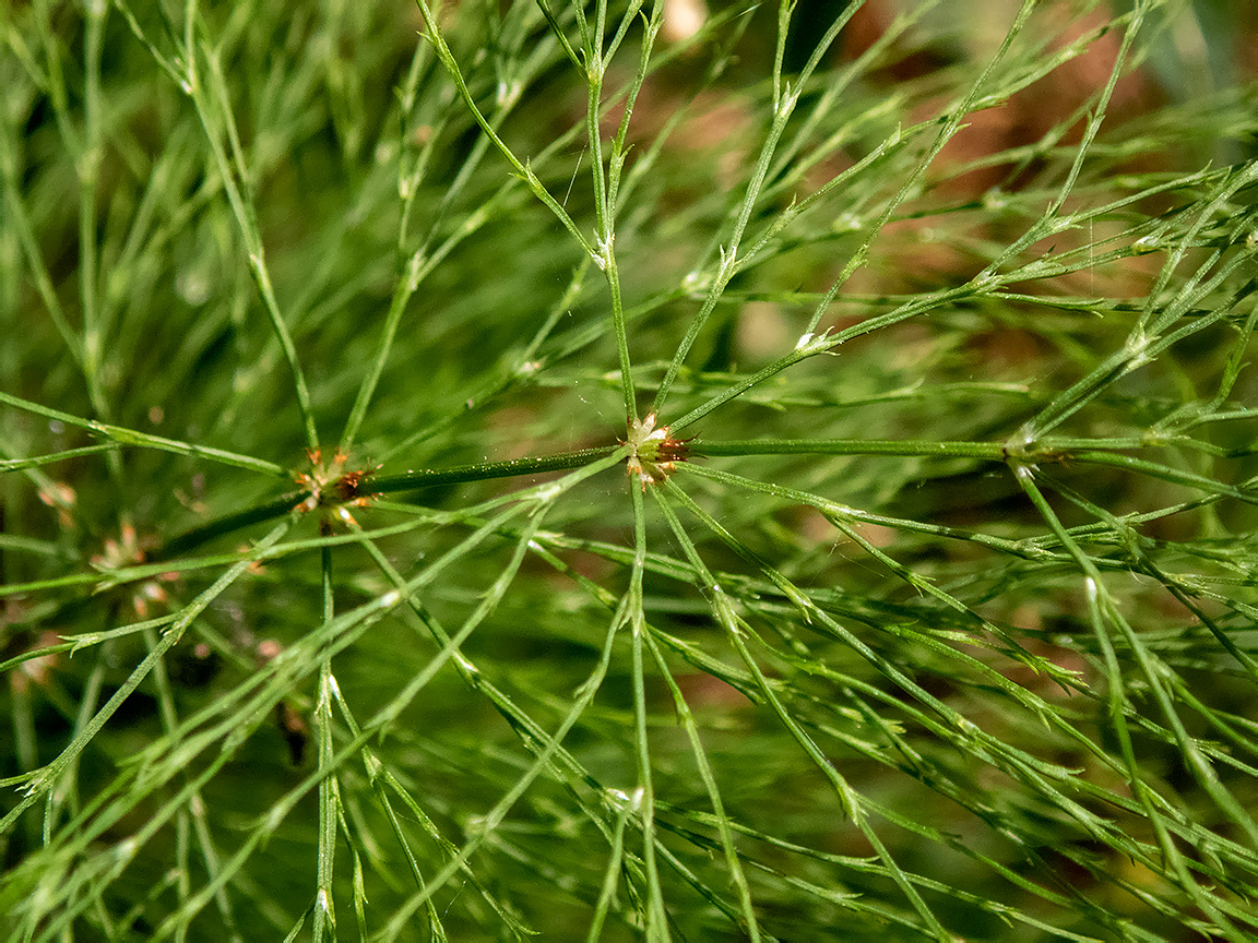 Image of Equisetum sylvaticum specimen.