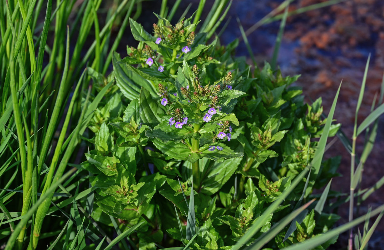 Изображение особи Veronica anagallis-aquatica.