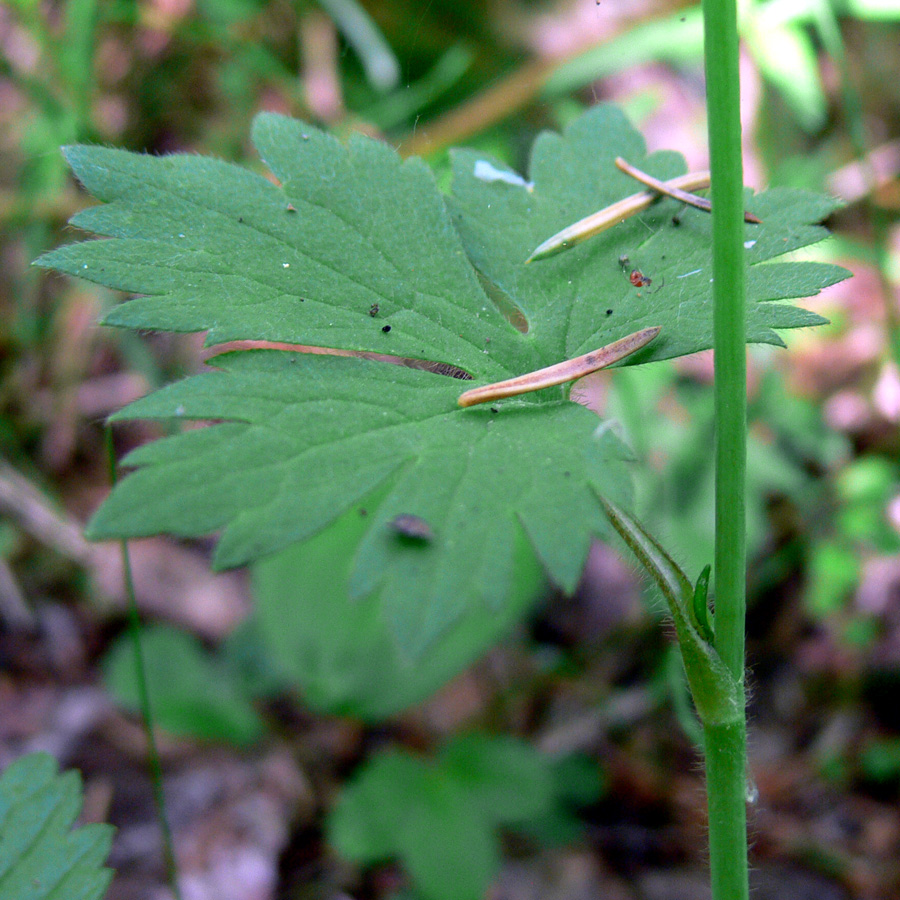 Image of Ranunculus propinquus specimen.