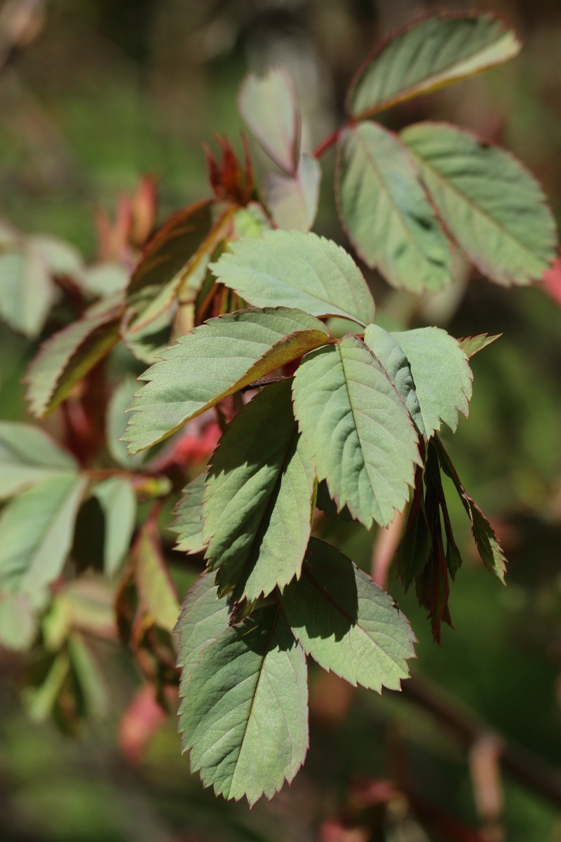 Изображение особи Rosa glauca.