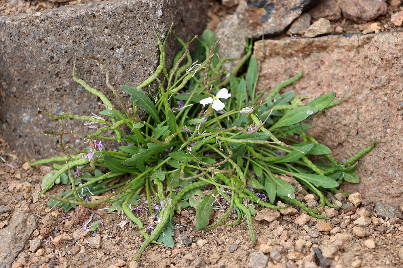 Image of Chorispora sabulosa specimen.