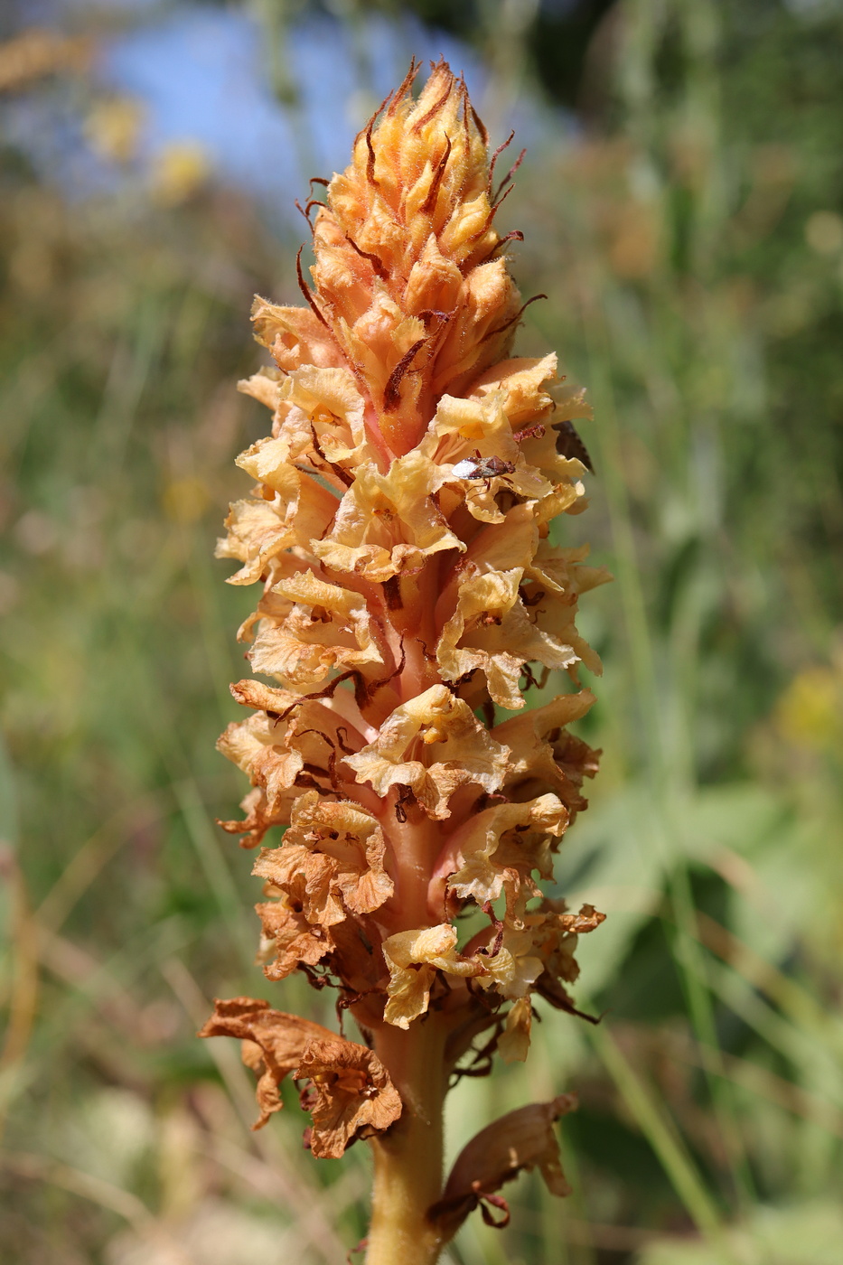 Изображение особи Orobanche centaurina.