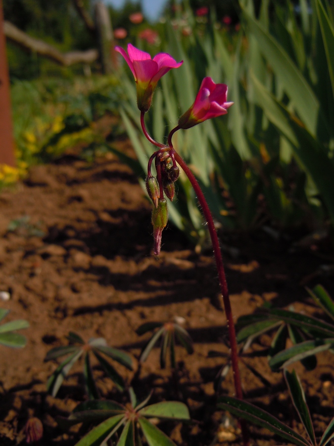 Image of Oxalis lasiandra specimen.