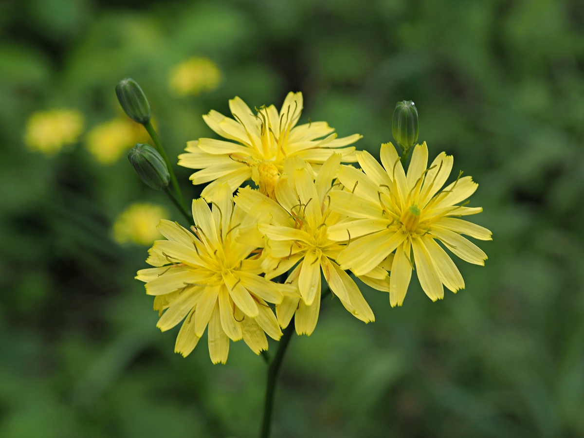 Image of Lapsana communis specimen.