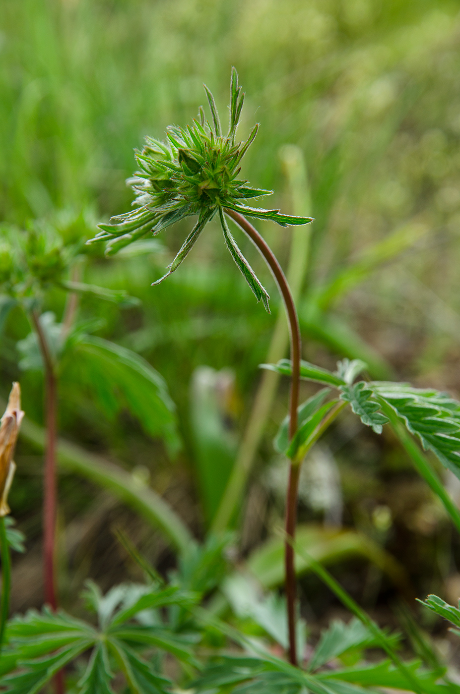 Image of Potentilla recta specimen.