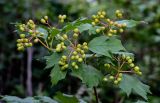 Viburnum opulus. Незрелые соплодия и листья. Вологодская обл., Кирилловский р-н, Ципина гора, опушка смешанного леса. 12.07.2024.