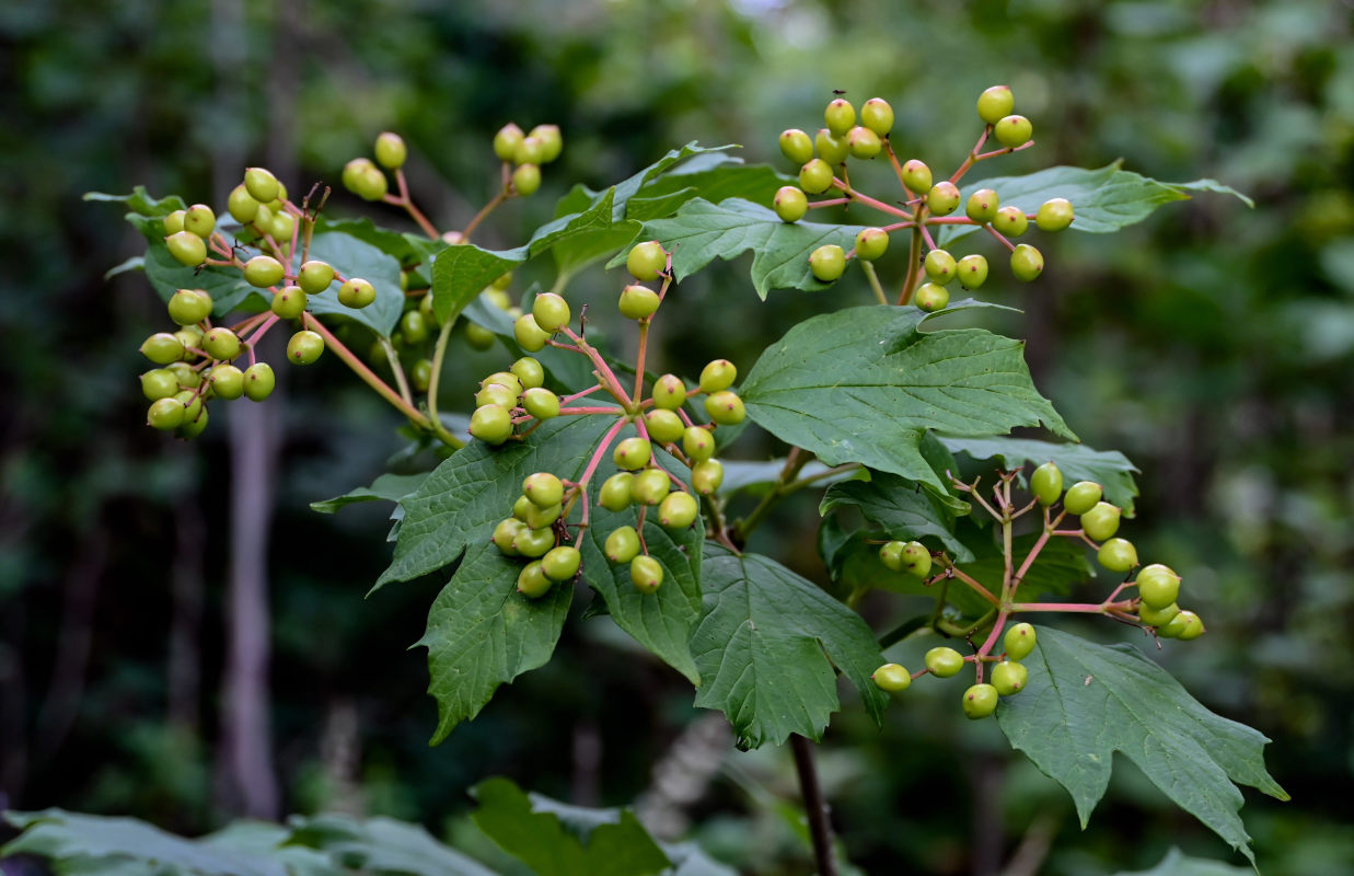 Изображение особи Viburnum opulus.