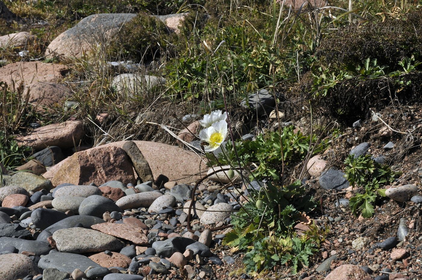 Изображение особи Papaver sokolovskajae.