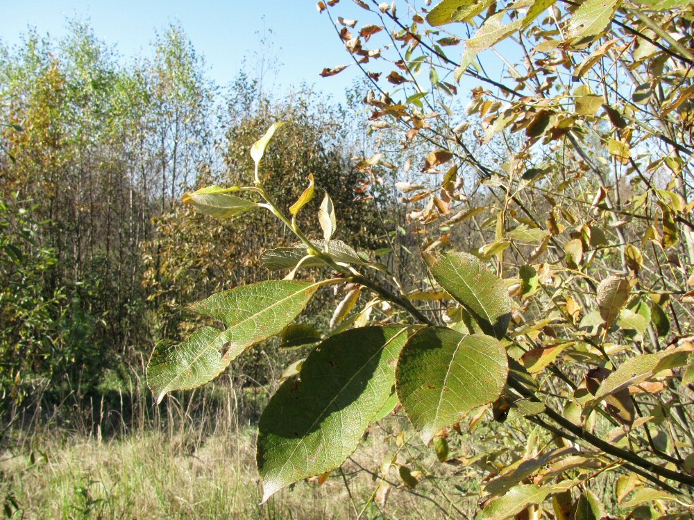 Image of Salix caprea specimen.