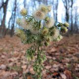 genus Erigeron. Общее соплодие. Ульяновск, Заволжский р-н, дубовый лес. 12.11.2024.