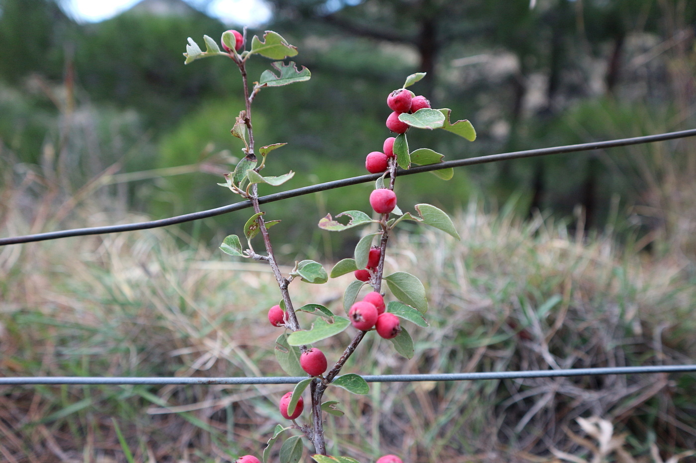 Image of genus Cotoneaster specimen.