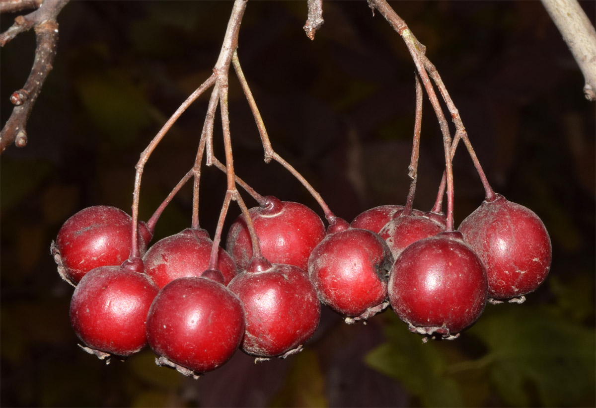 Image of genus Crataegus specimen.