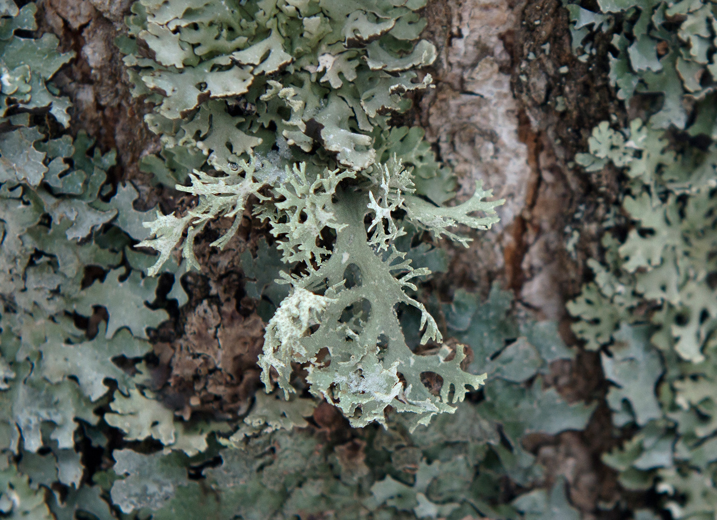 Image of Evernia prunastri specimen.