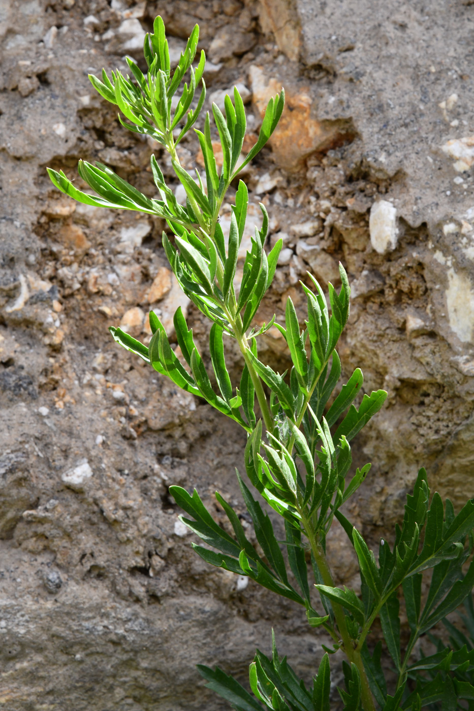 Image of Incarvillea olgae specimen.