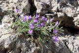 Campanula lehmanniana