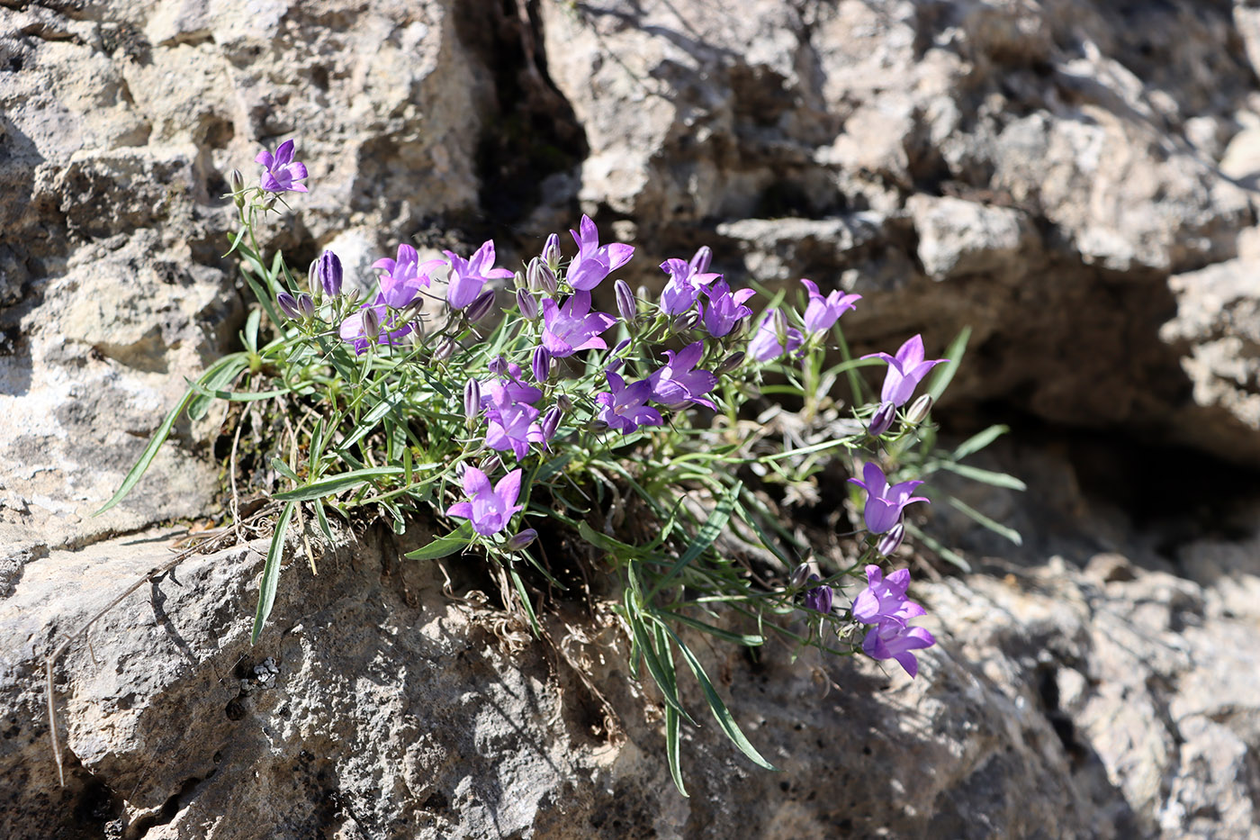 Image of Campanula lehmanniana specimen.