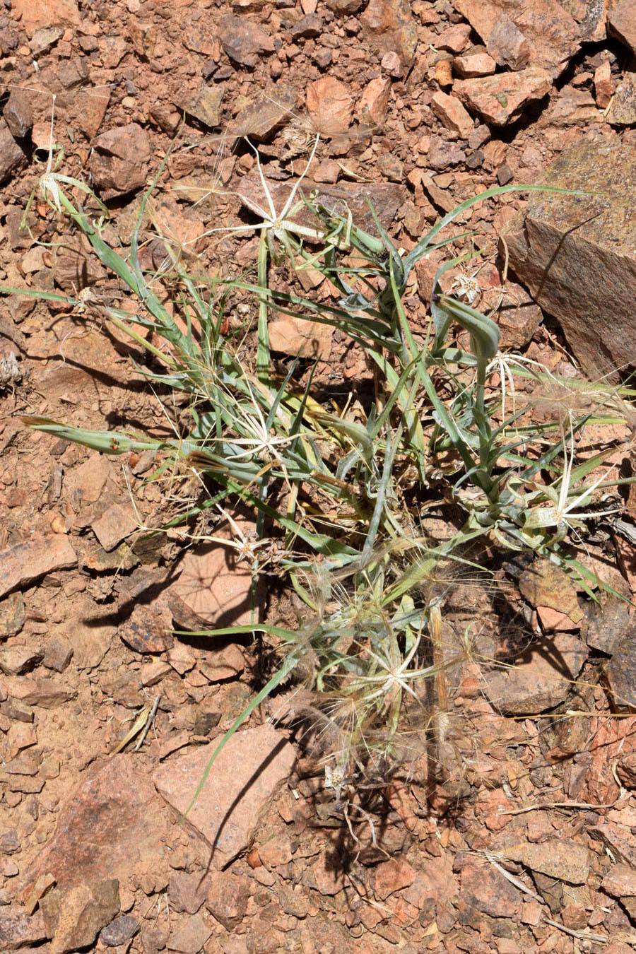 Изображение особи Tragopogon turkestanicus.