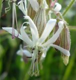 Silene nutans. Цветок. Коми, г. Печора, лесокомбинат. 08.07.2010.