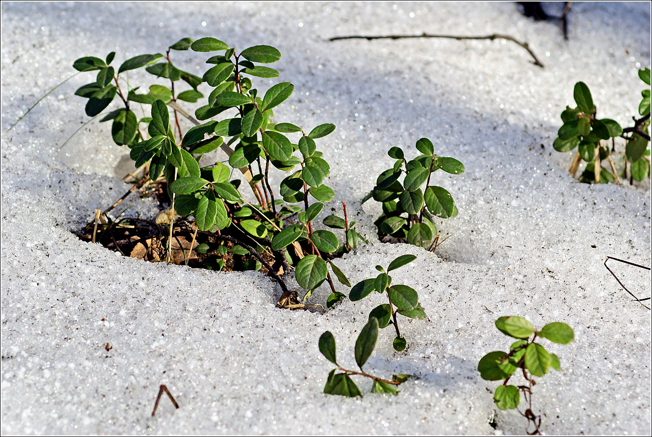 Изображение особи Vaccinium vitis-idaea.