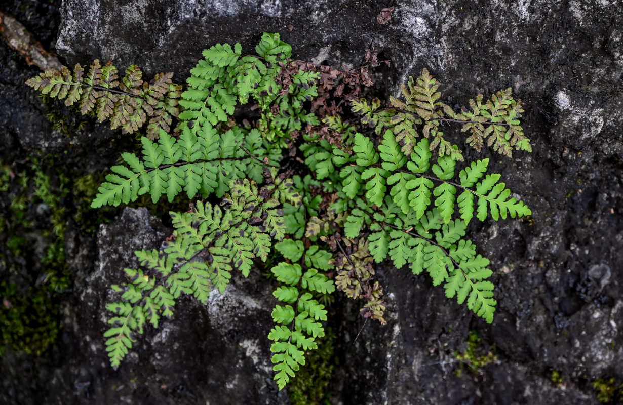 Image of Hemionitis chusana specimen.