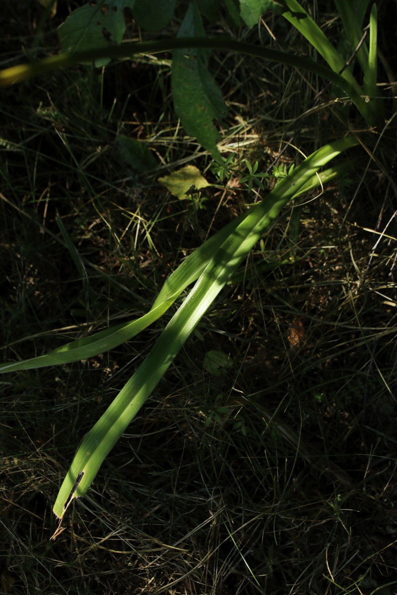 Image of Hemerocallis fulva specimen.