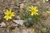 Смотреть изображение Koelpinia macrantha