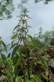 View full-size image Urtica dioica