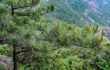 View full-size image Pinus taiwanensis