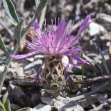 View full-size image Psephellus carbonatus