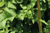 View full-size image Rumex crispus