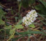 Смотреть изображение Padus avium