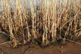 View full-size image Phragmites australis