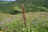 View full-size image genus Orobanche