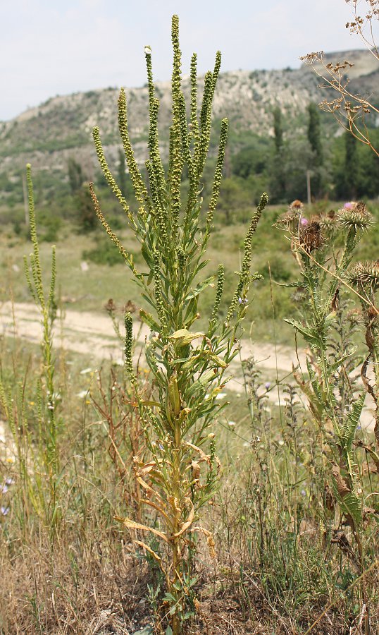 Image of Reseda luteola specimen.