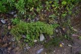 View full-size image Cardamine impatiens
