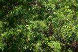 View full-size image genus Juniperus