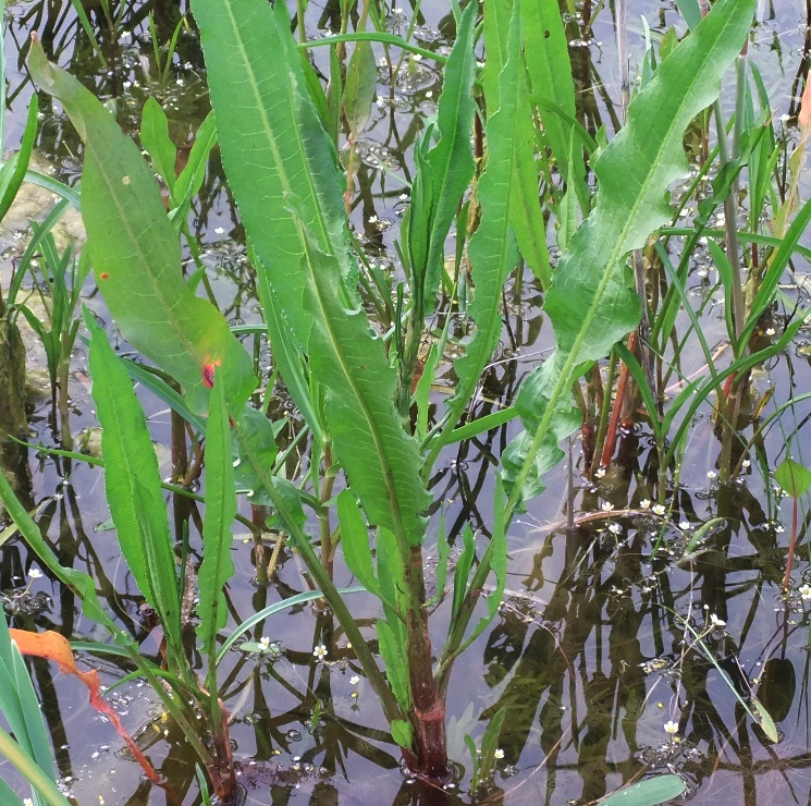 Image of Rumex stenophyllus specimen.