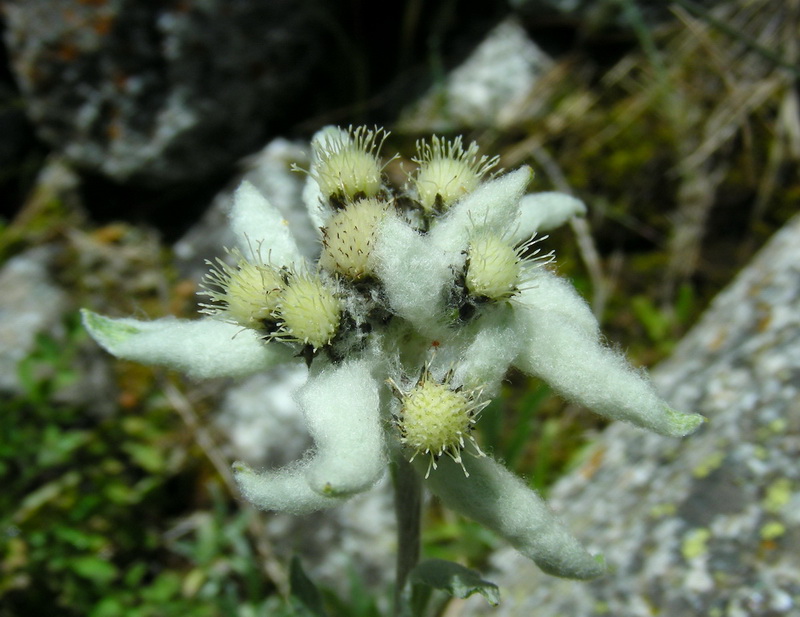 Image of Leontopodium ochroleucum specimen.