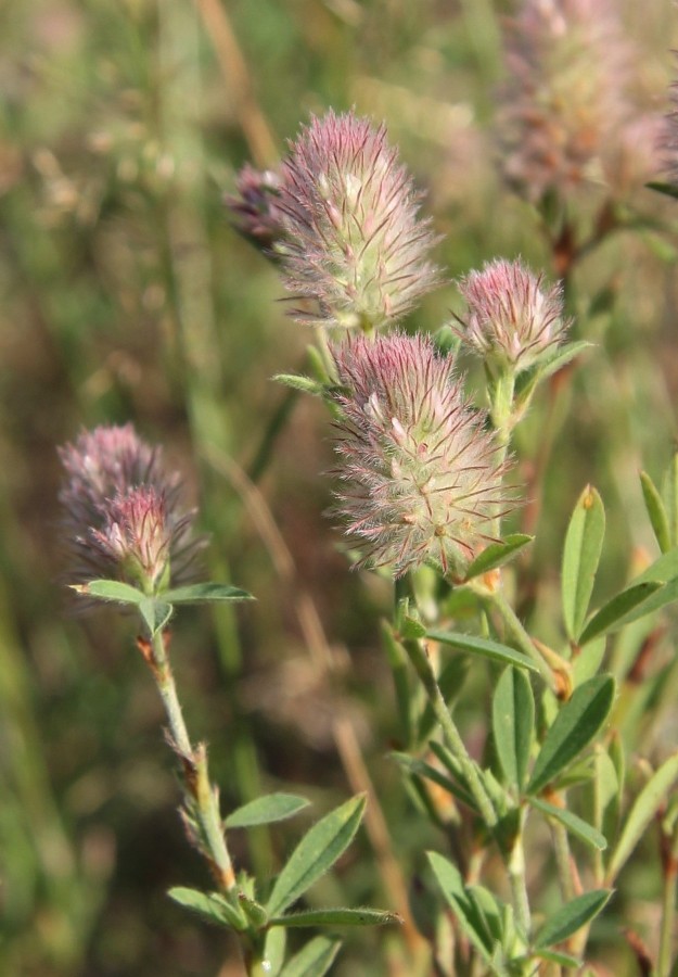 Image of Trifolium arvense specimen.