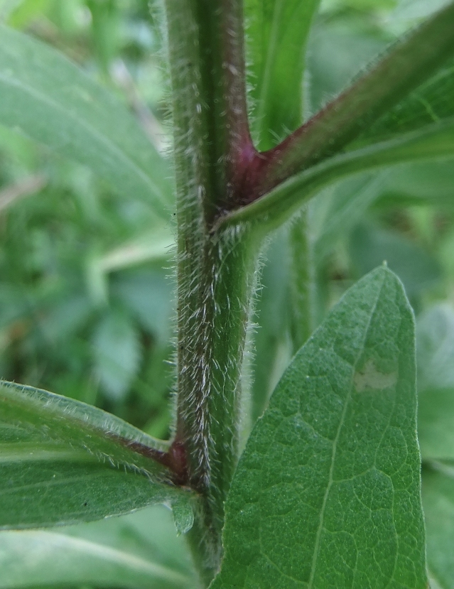 Изображение особи Centaurea abnormis.