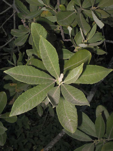 Image of Salix &times; reichardtii specimen.