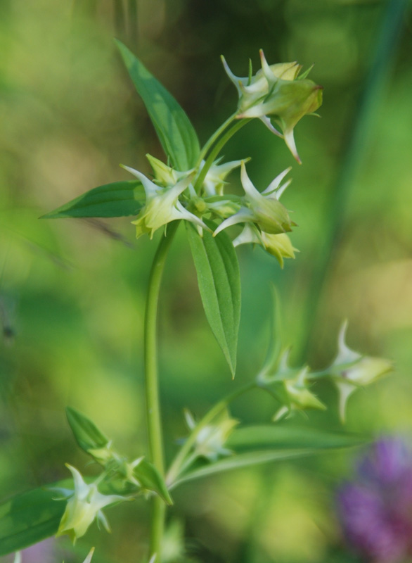 Изображение особи Halenia corniculata.