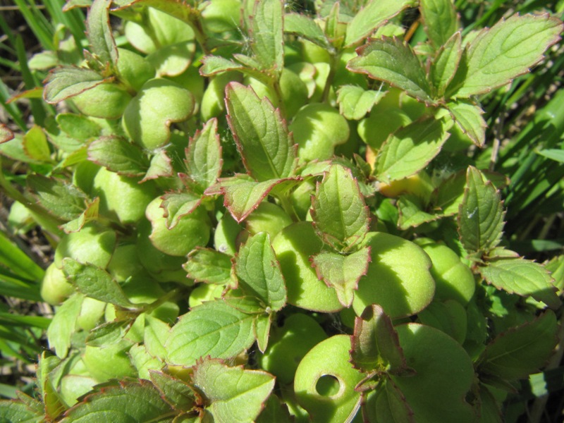 Изображение особи Impatiens glandulifera.