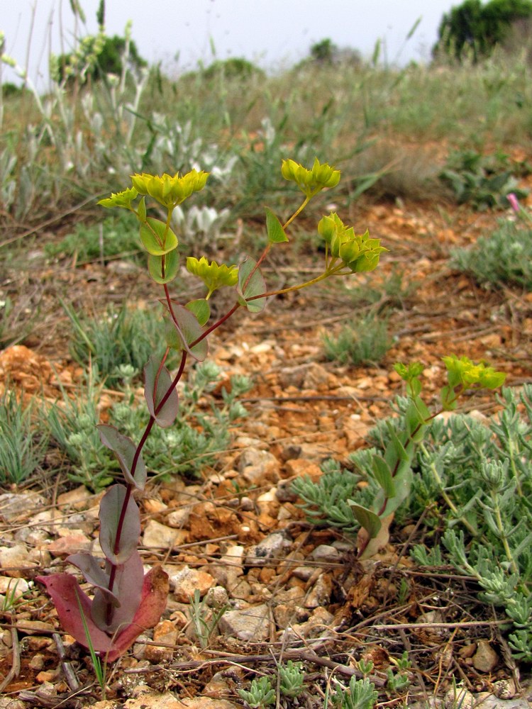 Image of Bupleurum rotundifolium specimen.