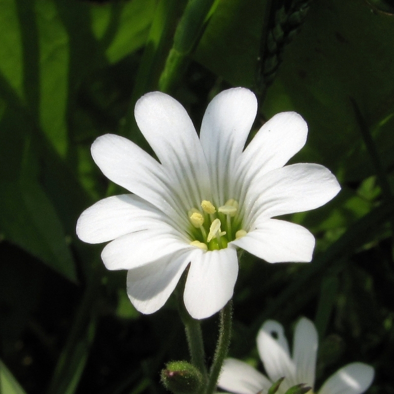 Image of Cerastium arvense specimen.