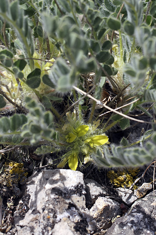 Image of genus Astragalus specimen.