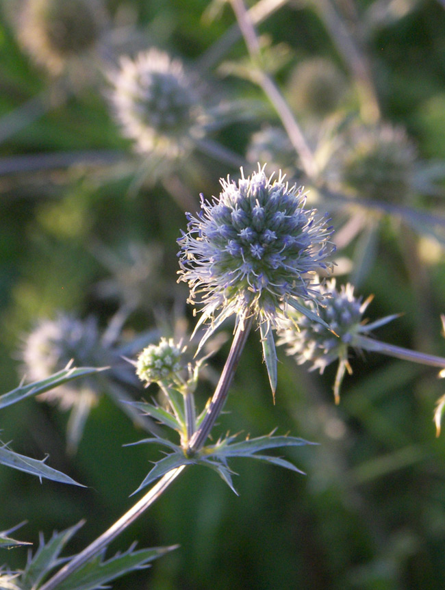 Изображение особи Eryngium planum.