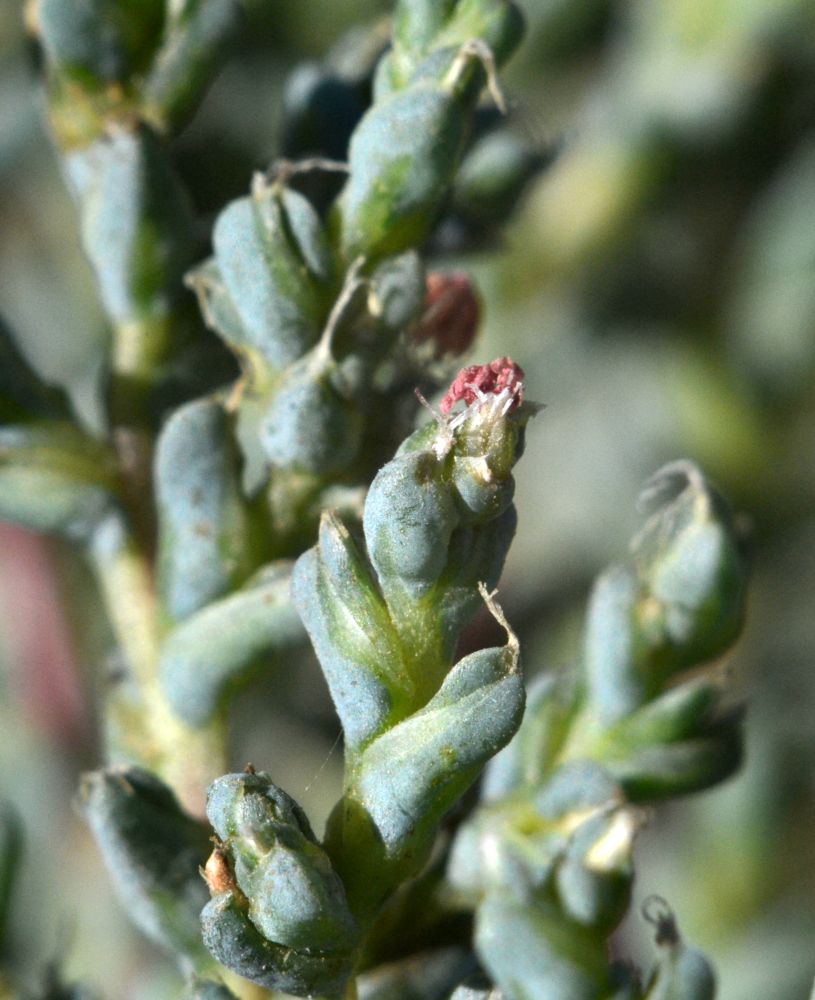 Image of Petrosimonia oppositifolia specimen.