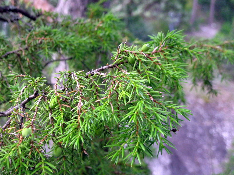 Изображение особи Juniperus communis.