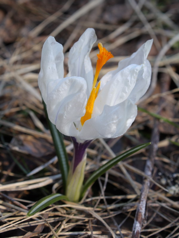 Image of Crocus vernus specimen.